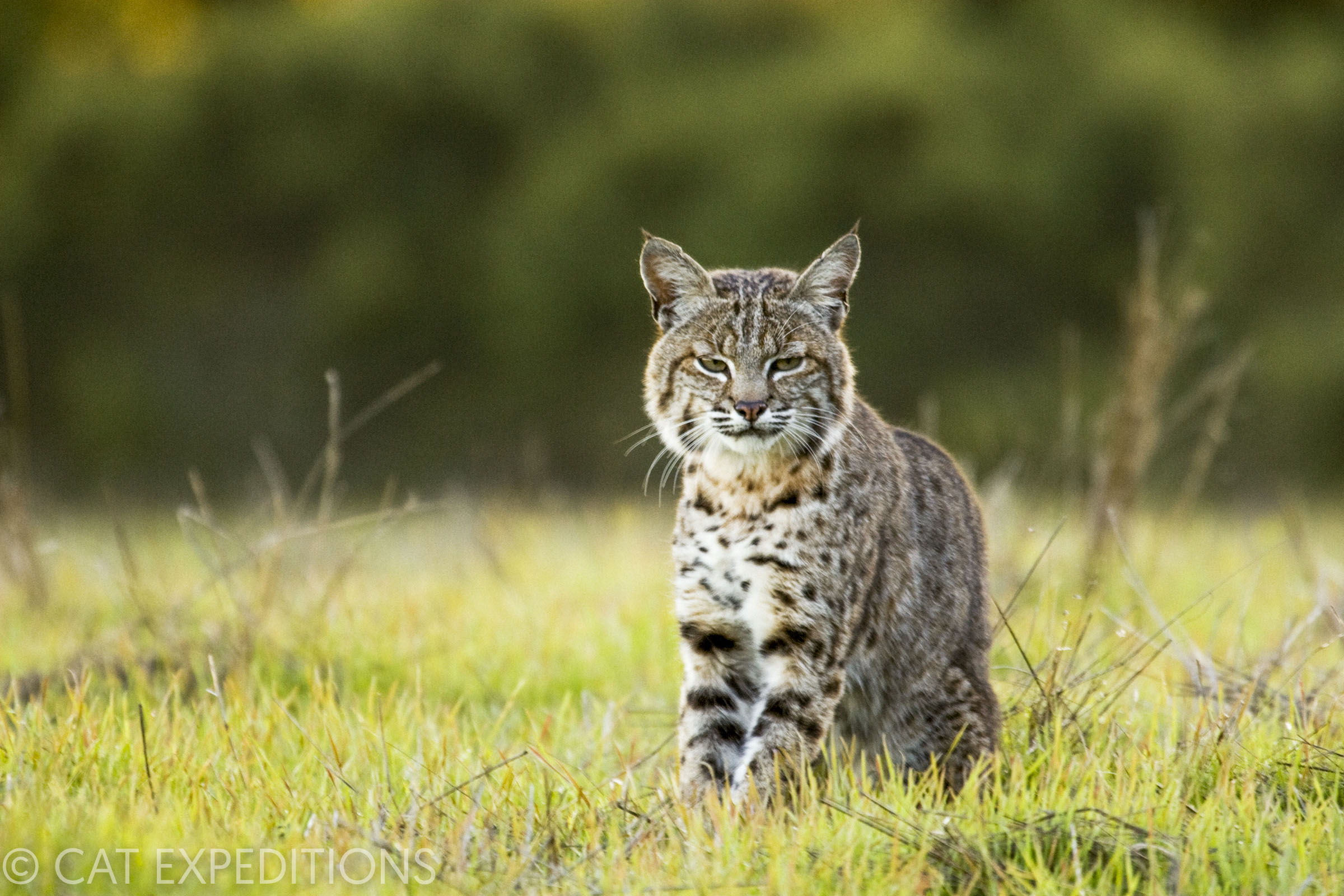 Bobcat Photo Tour in Northern California | Cat Expeditions