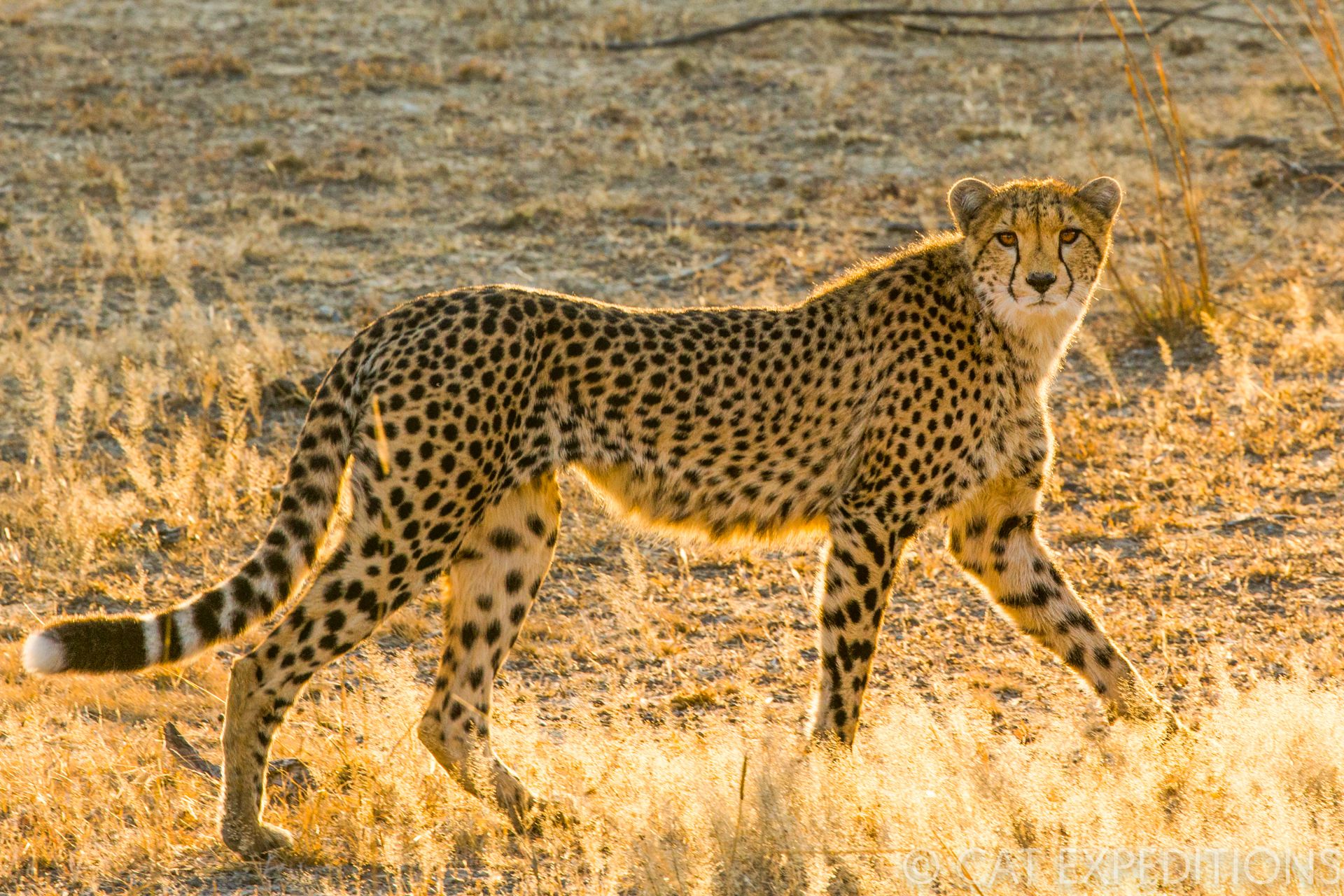 Cool cat - cheetah finds shade on top of safari jeep 