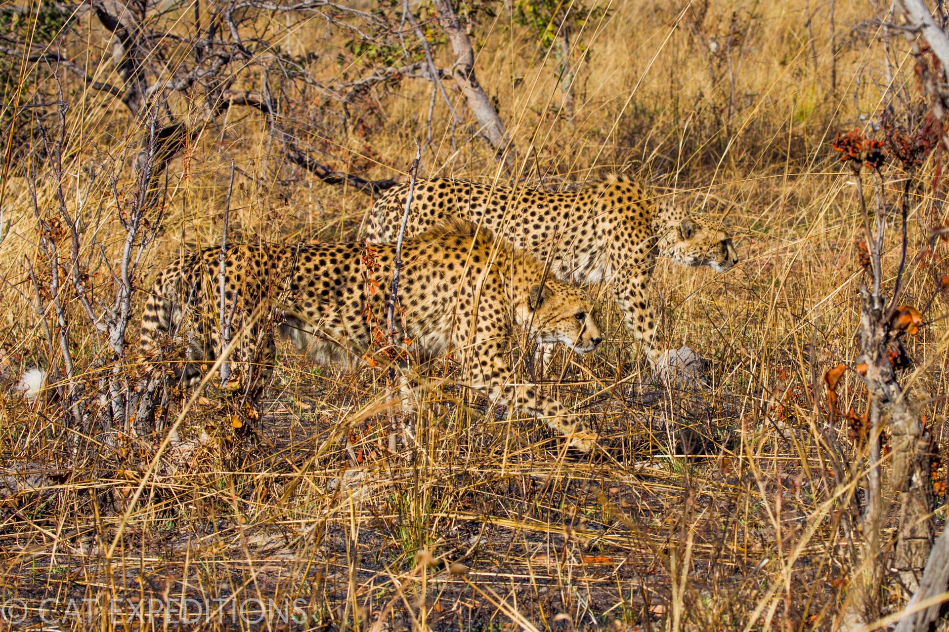 Male cheetahs form coalitions, like lions