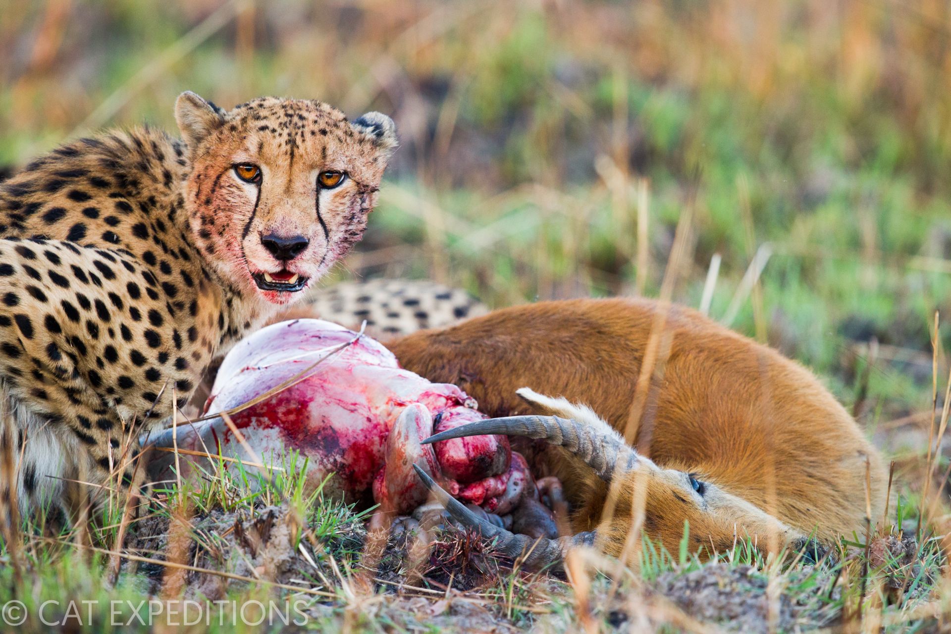 Cheetah on kill