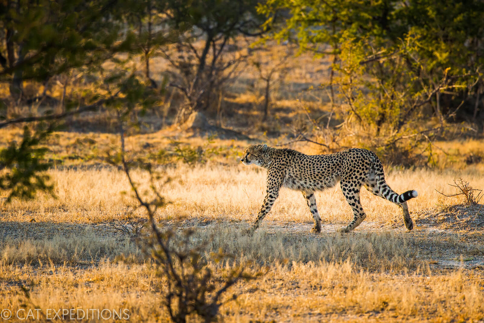 Cheetah in mixed woodland