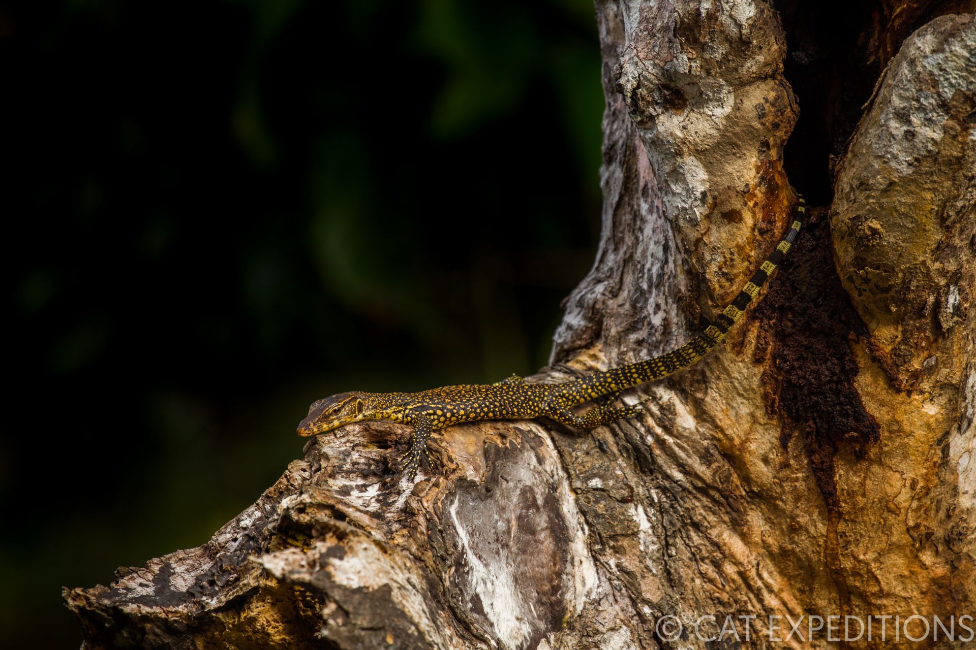 Monitor lizard in Borneo