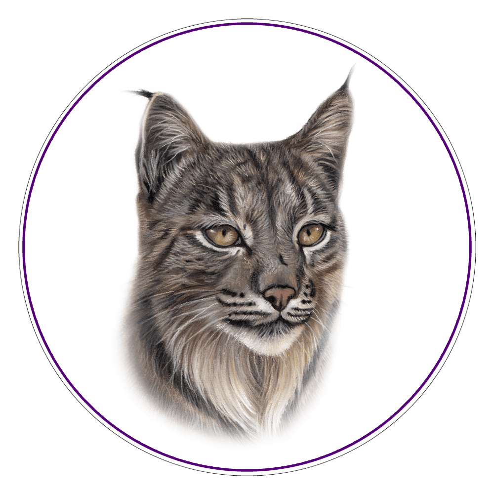 Iberian Lynx Illustration