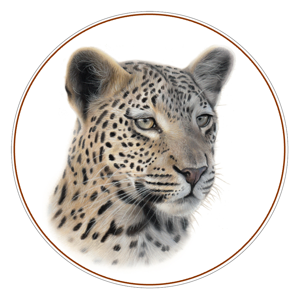 African Leopard Illustration