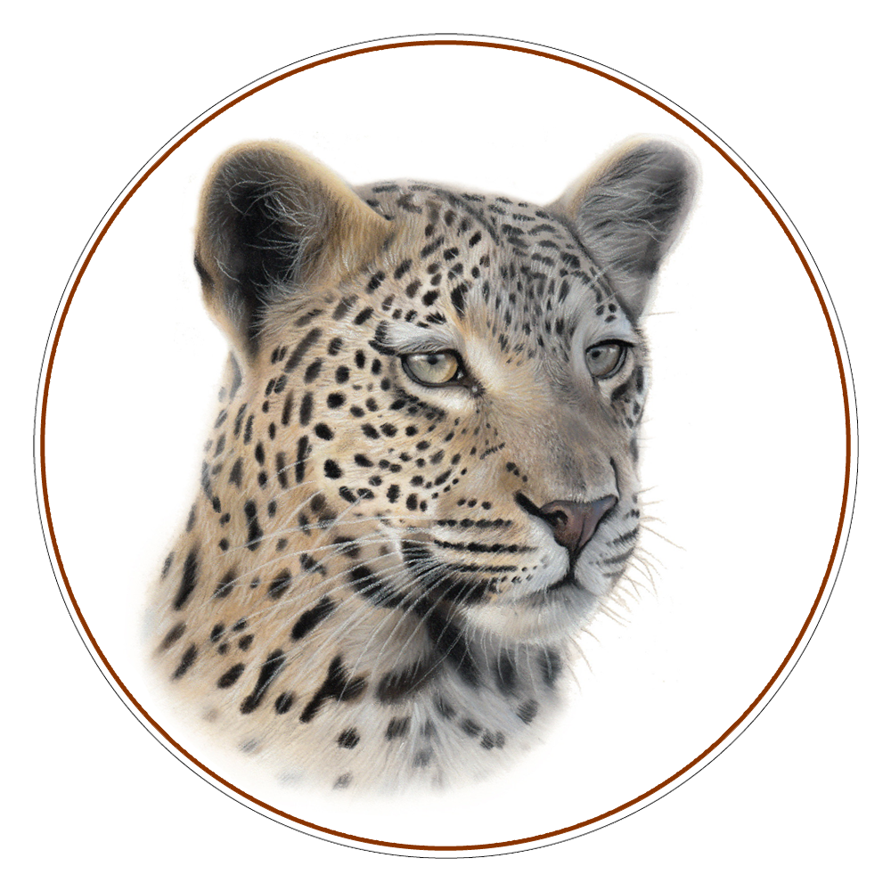 Leopard Illustration