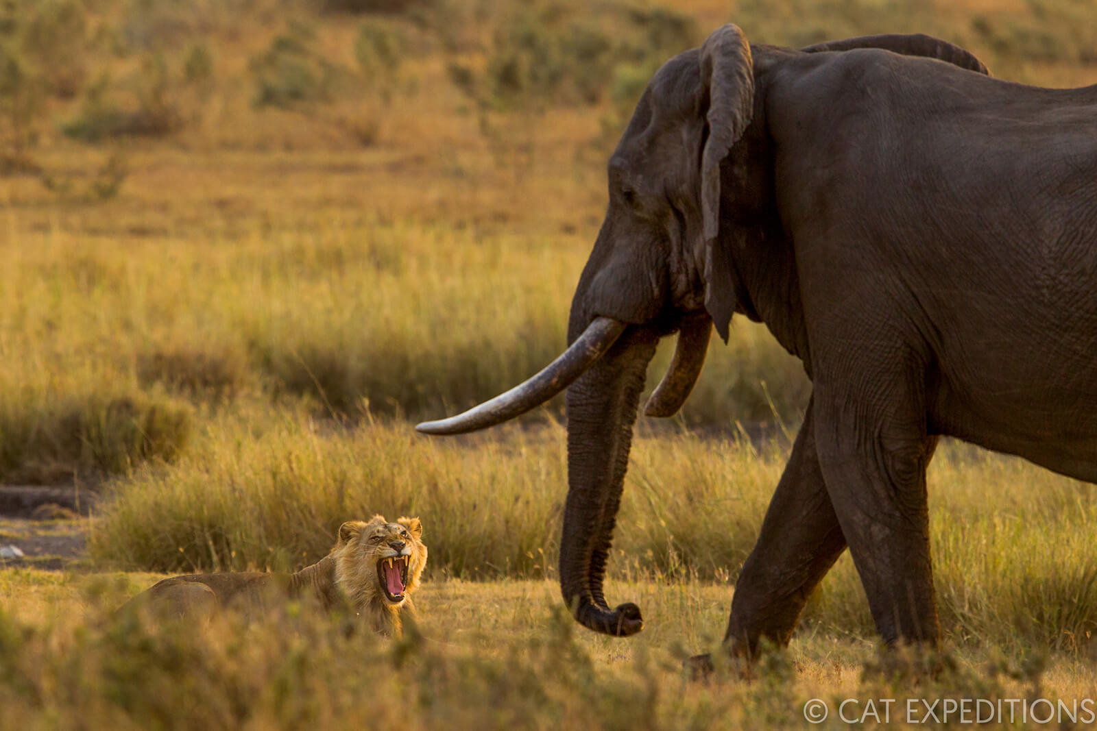 Lion and elephant confrontation