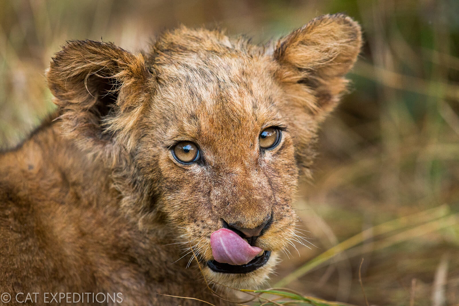 Lion cub licking lips