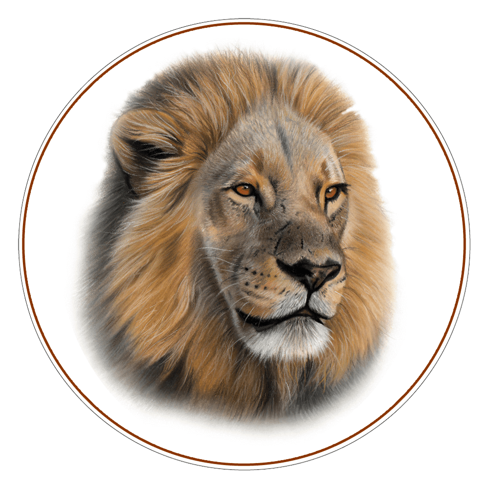 African Lion Illustration