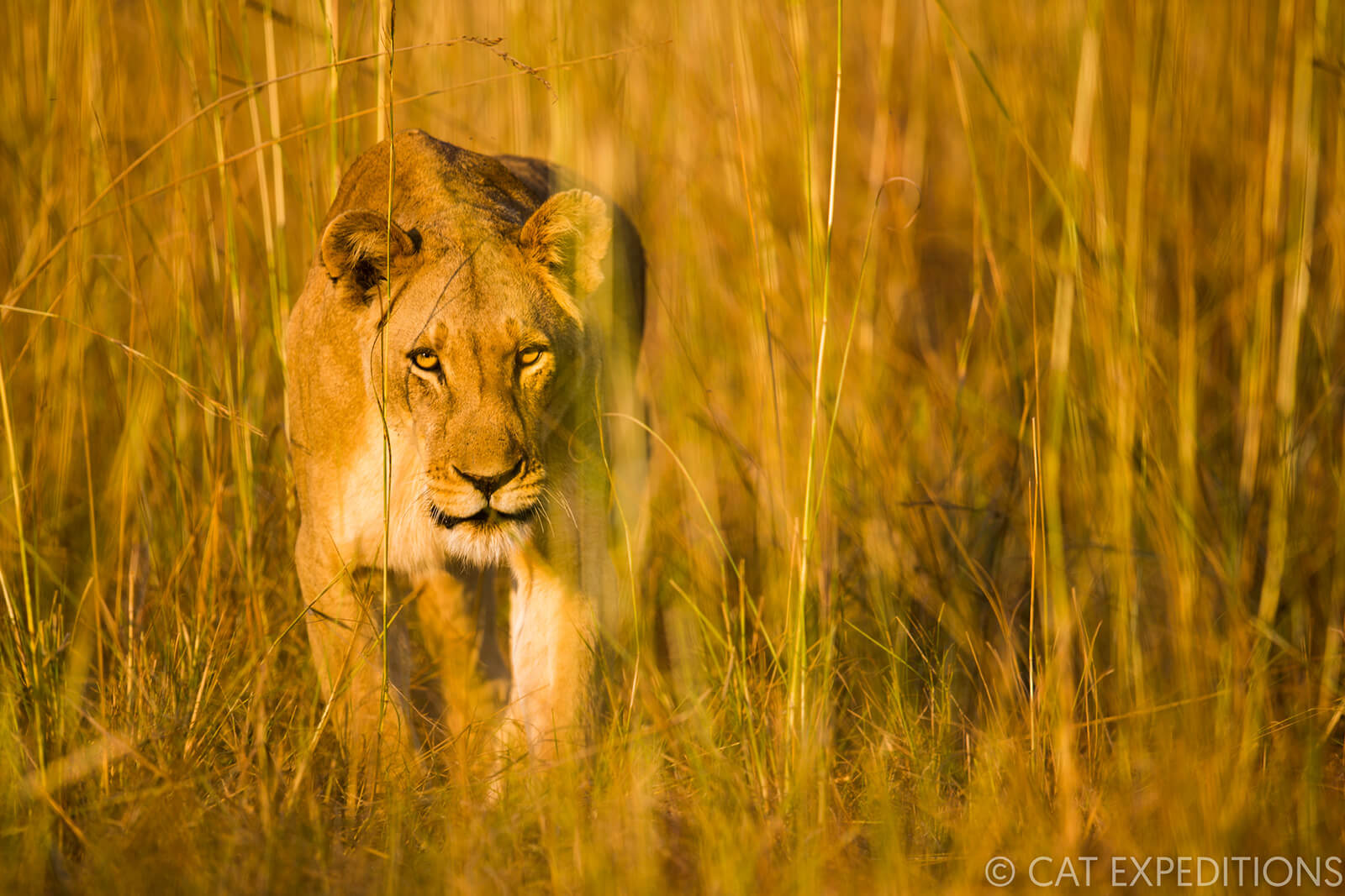Big Cats of Africa Photography Tour