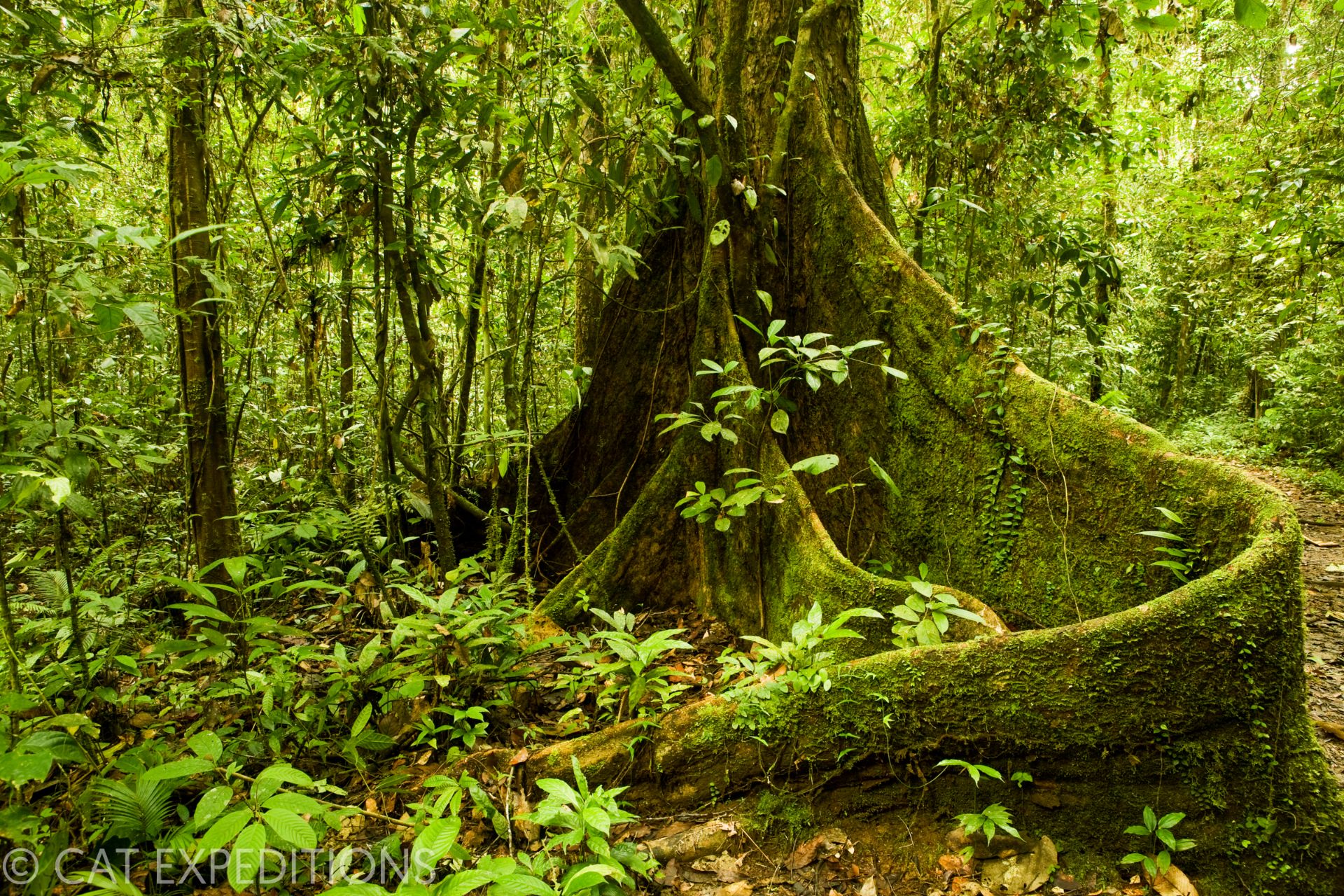 Tropical rainforest of Borneo