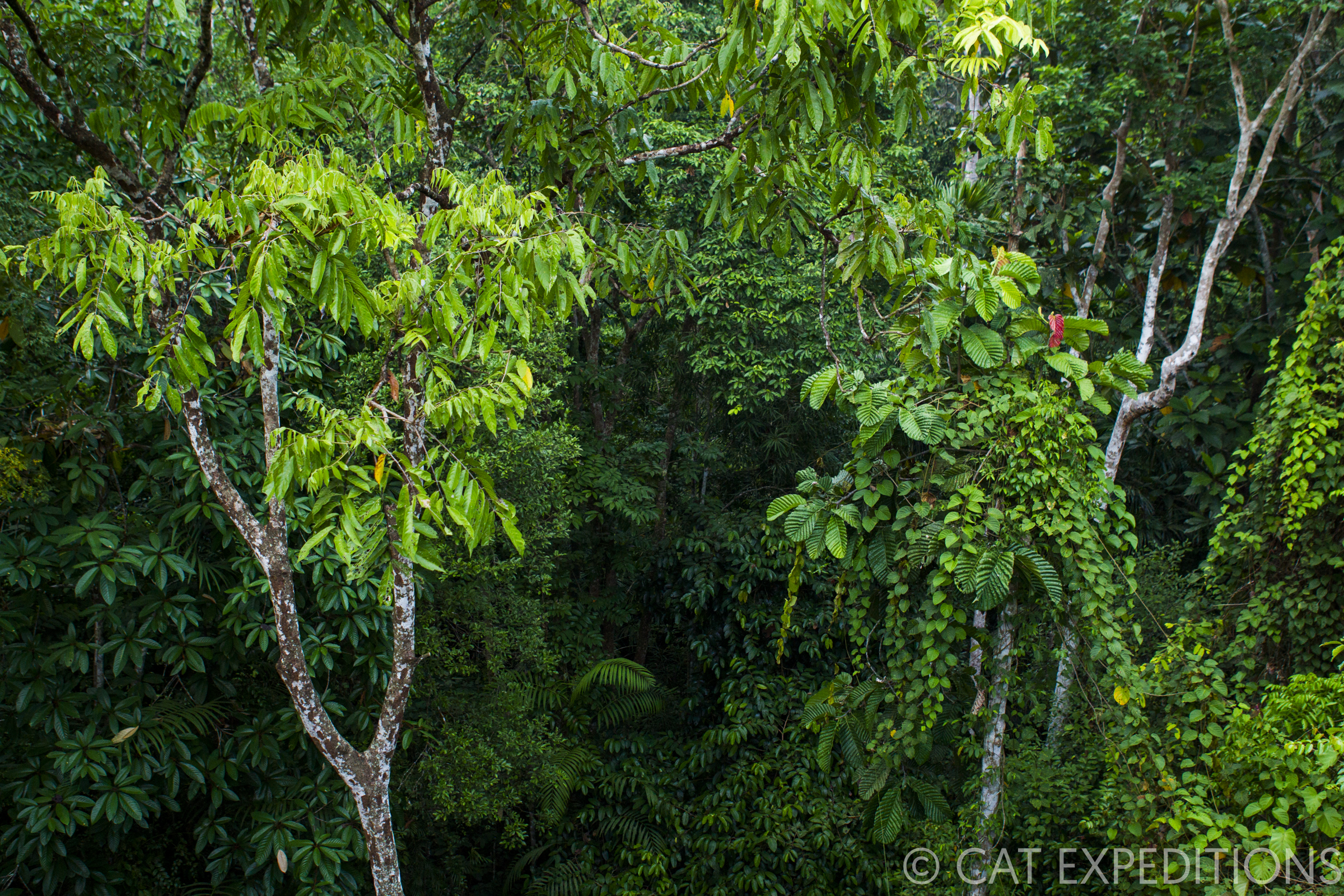 Jungle canopy in Borneo