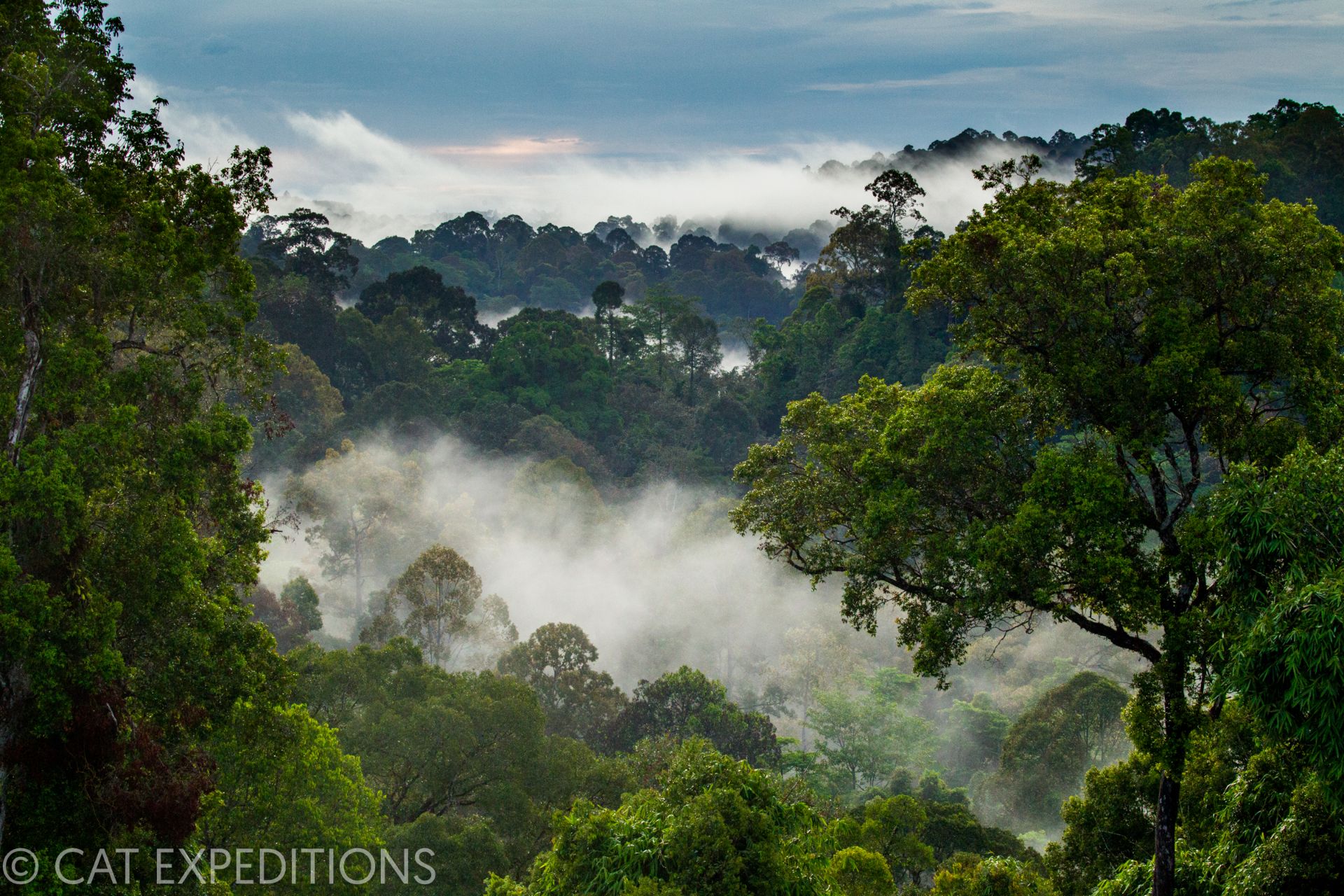Tropical rainforest in Borneo