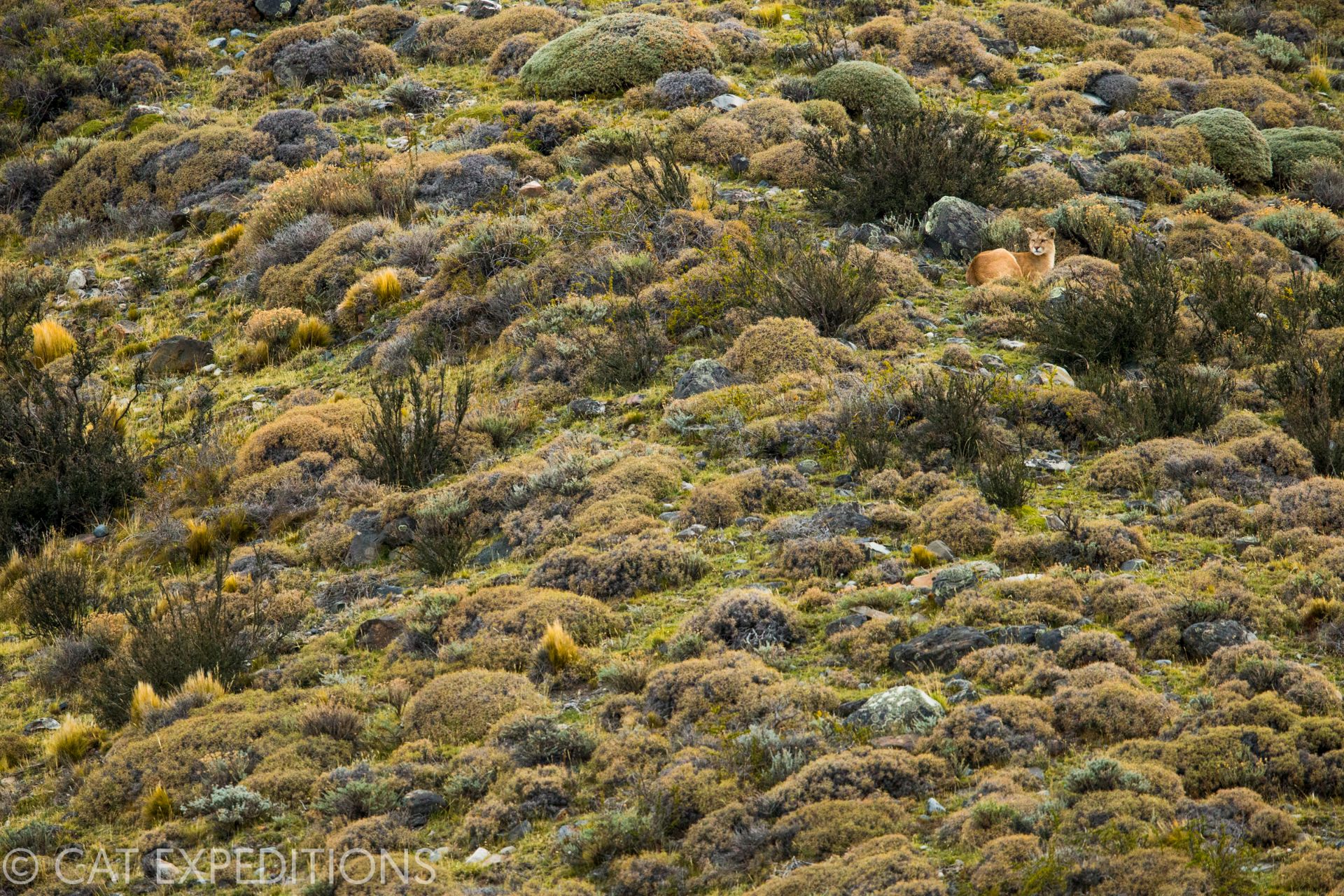 Puma in Patagonian shrubland