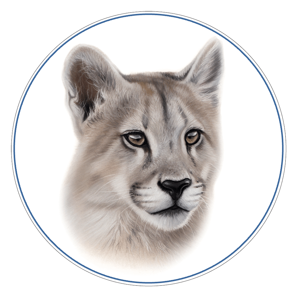 Puma | Cat Expeditions | Ethical Wild Cat Photo Tours