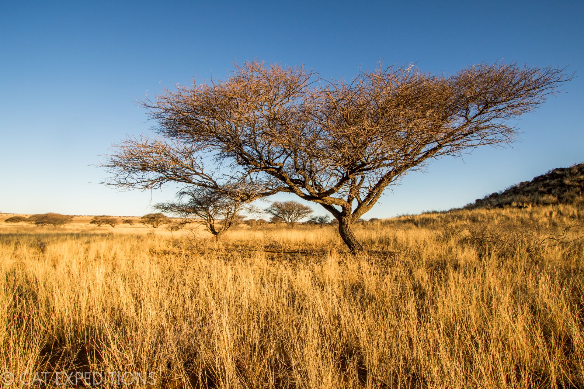 Grassland in Africa