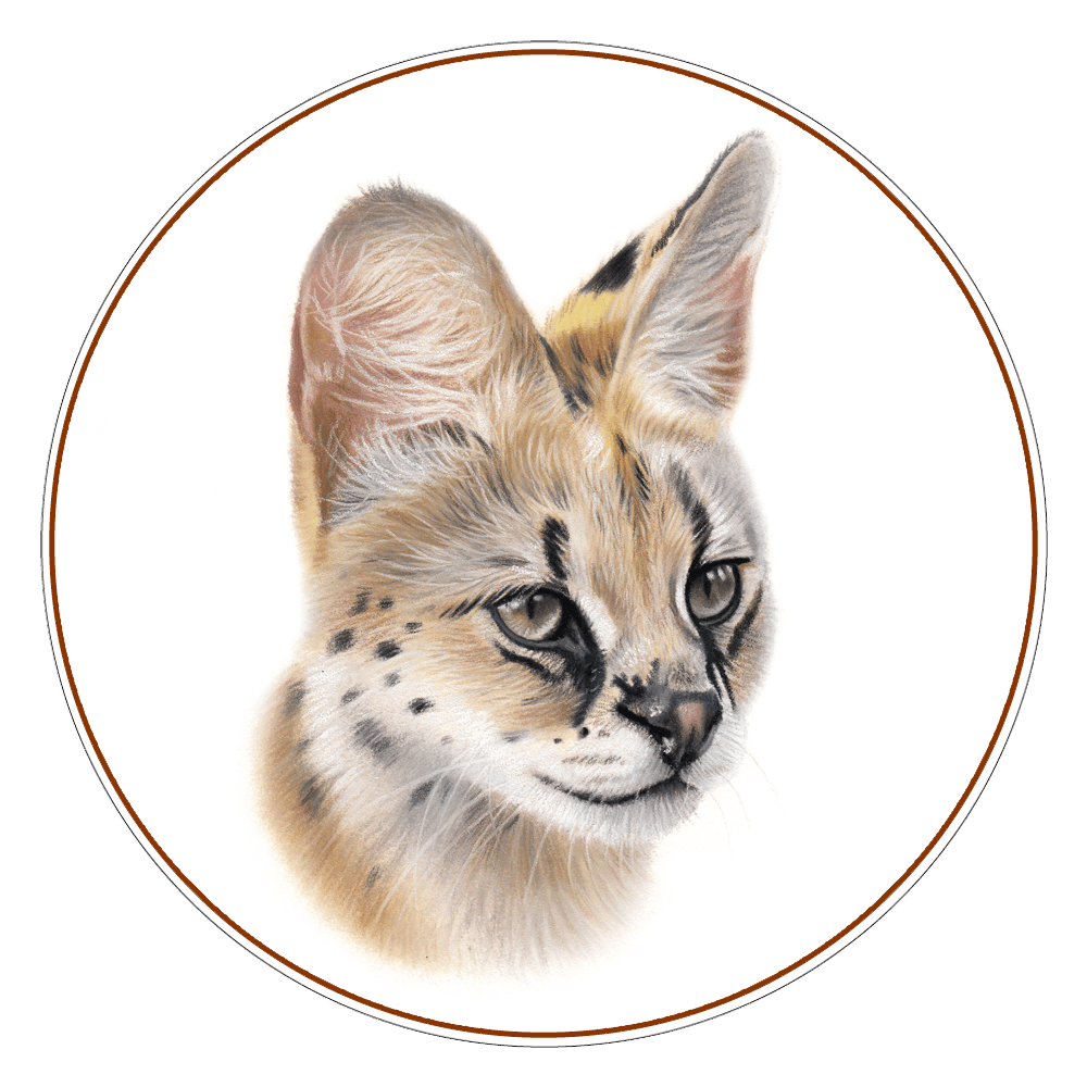 Serval and Caracal Photo Tour