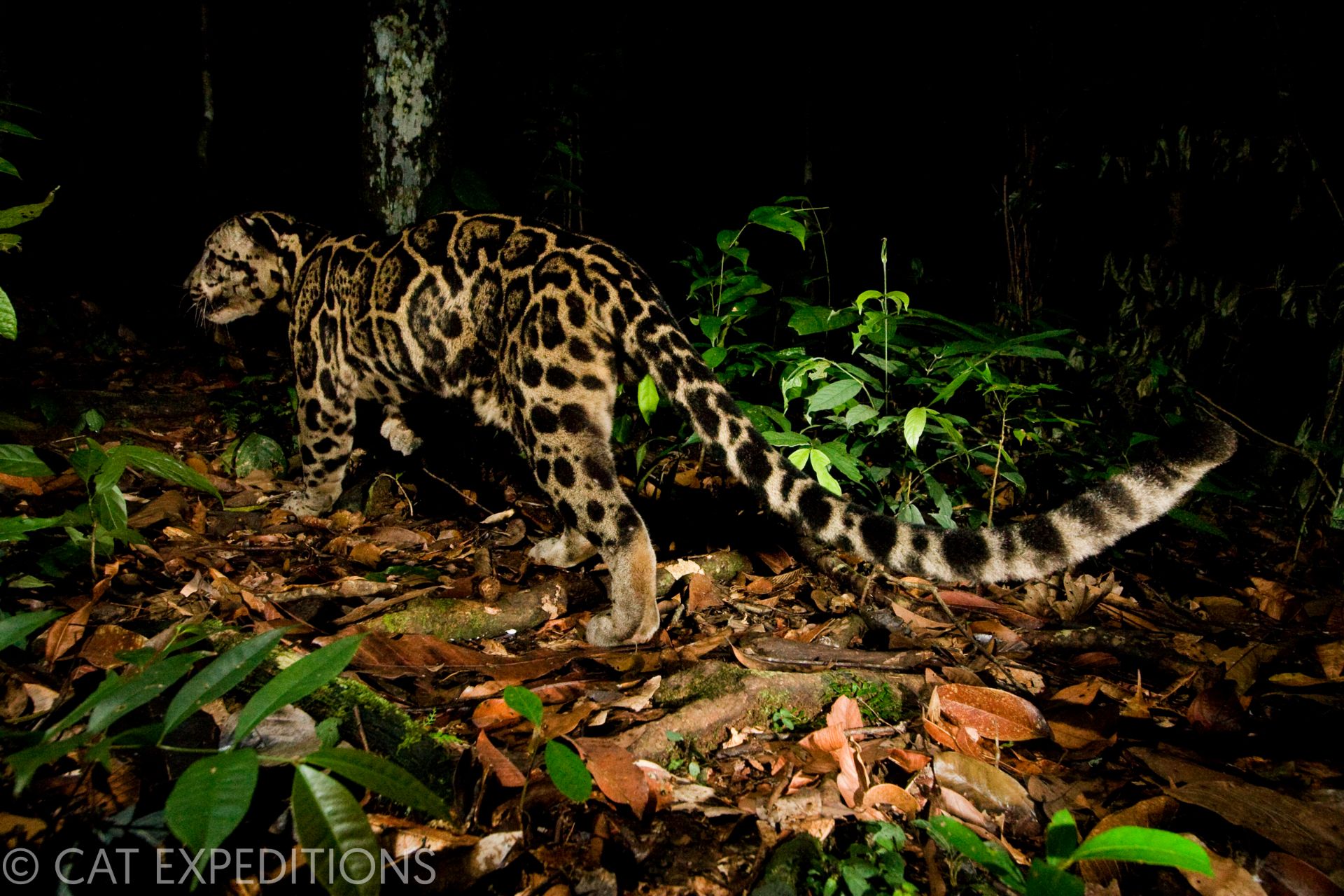 Sunda Clouded Leopard at night