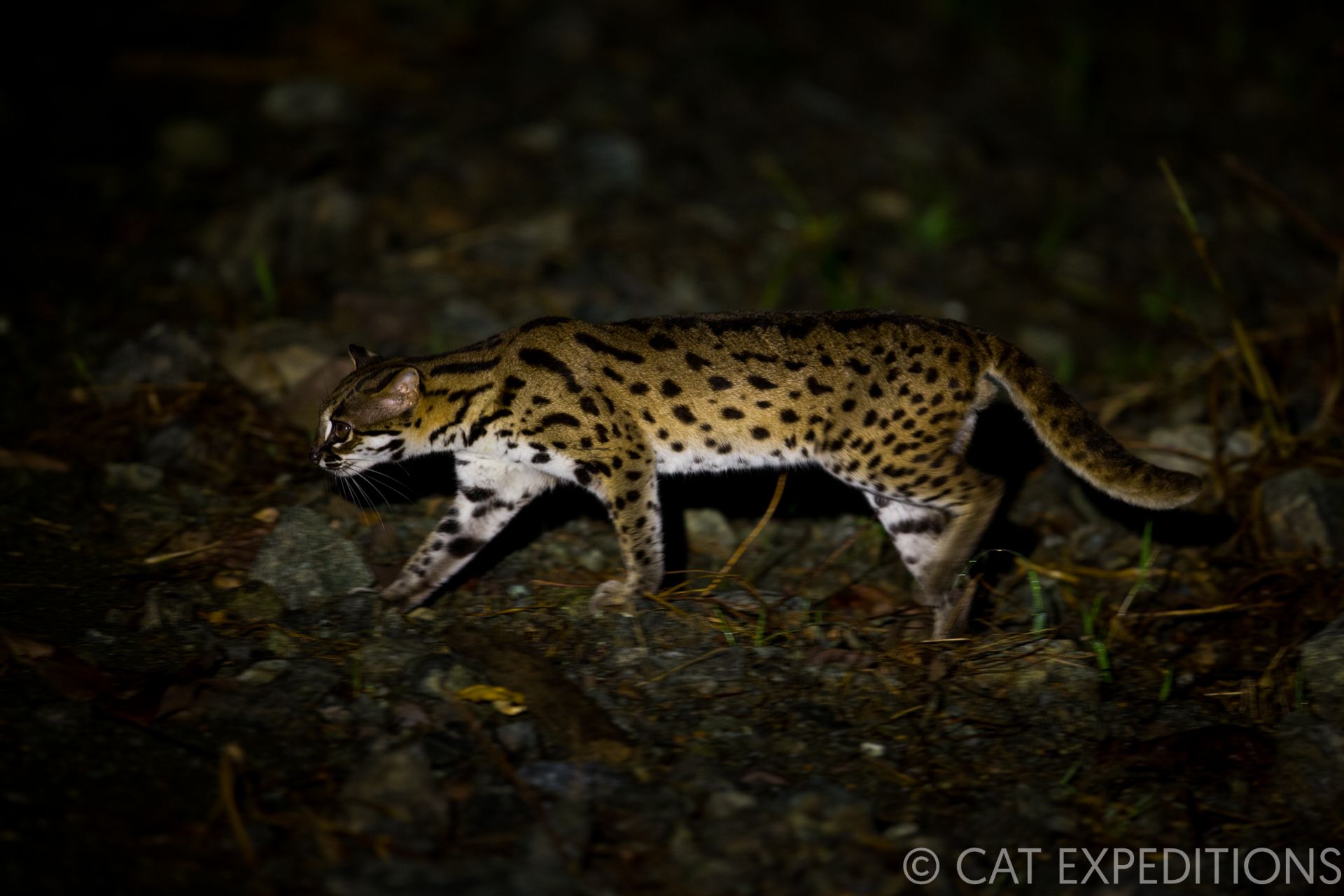 Sunda Leopard Cat at night
