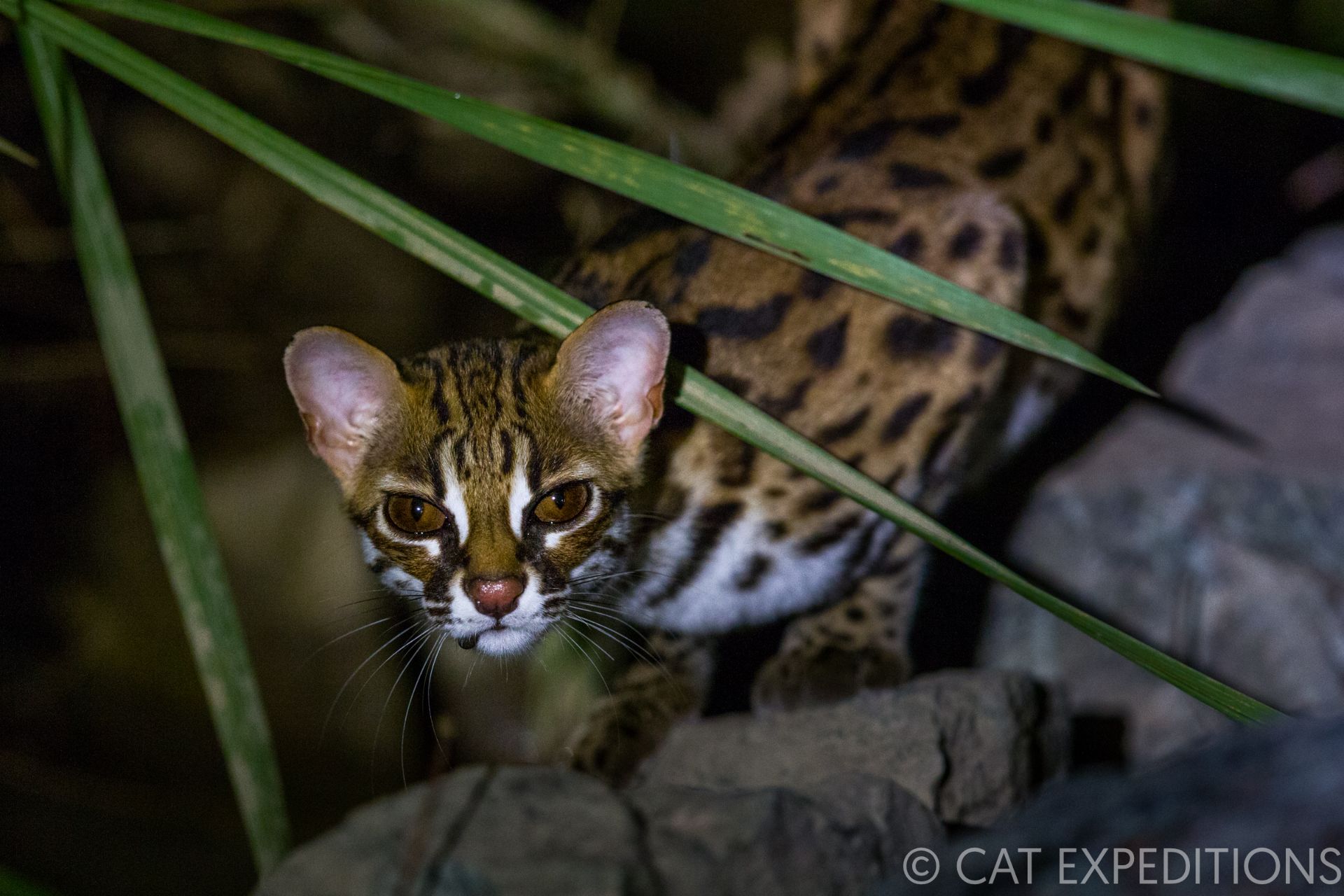Curious Sunda leopard cat