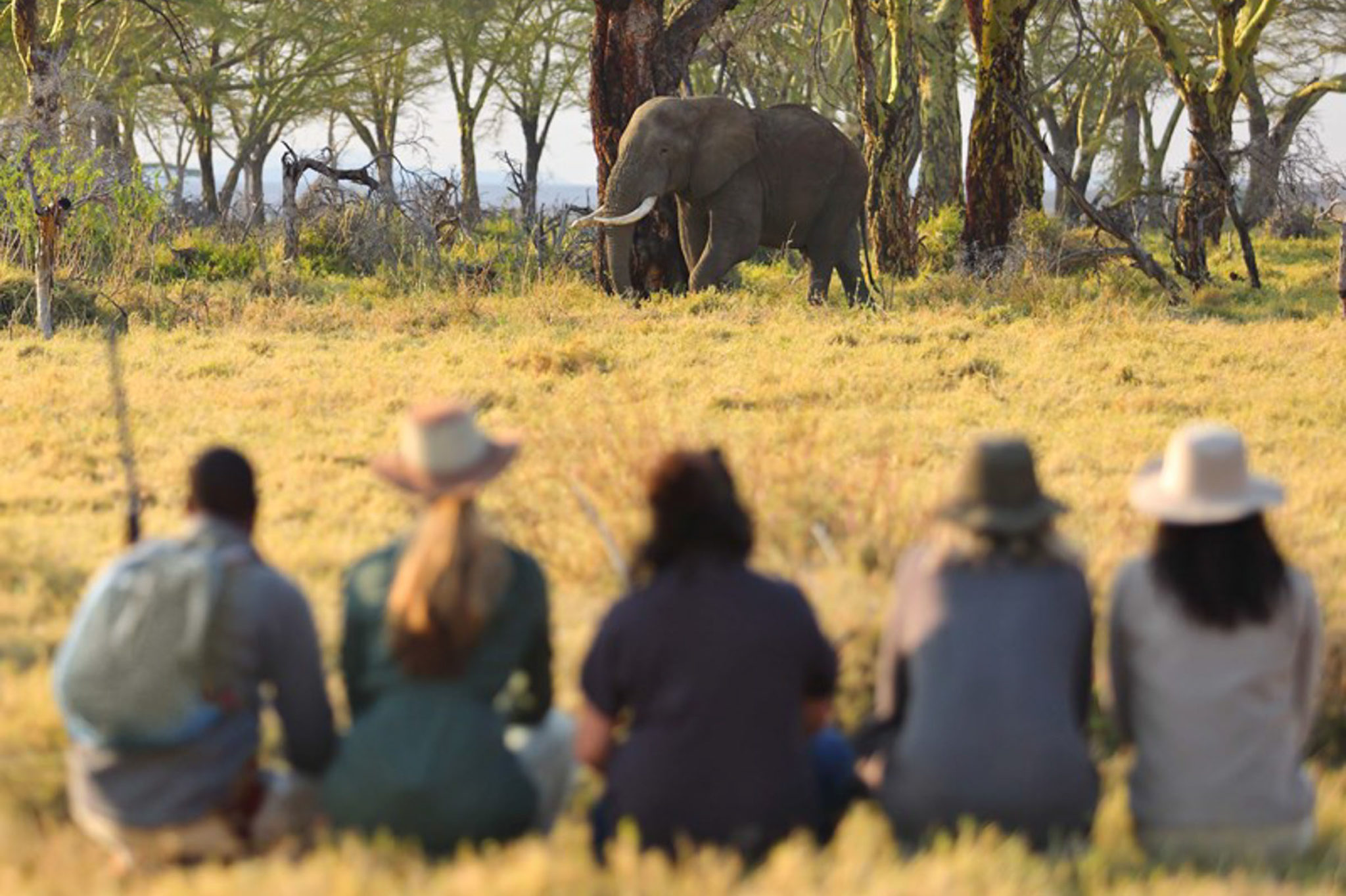 14-namiri-plains-walking-with-elephant