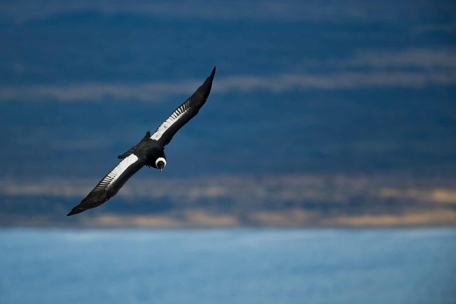 Andean Condor flying in Patagonia