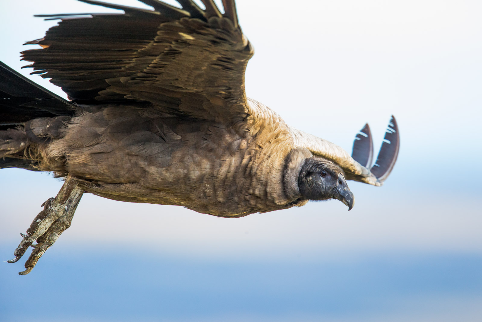 Flying Andean Condor at Eye Level