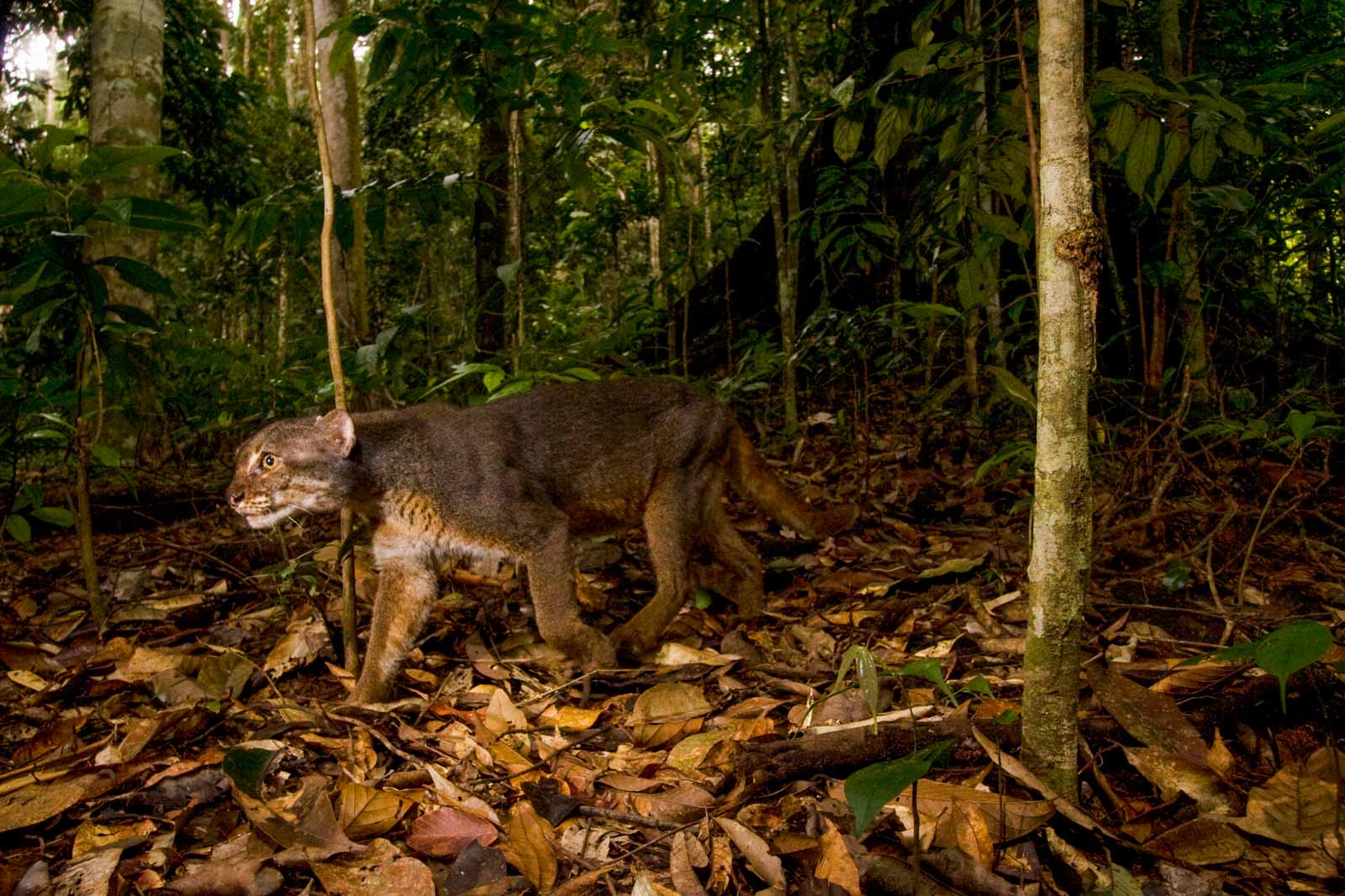 Borneo Bay Cat