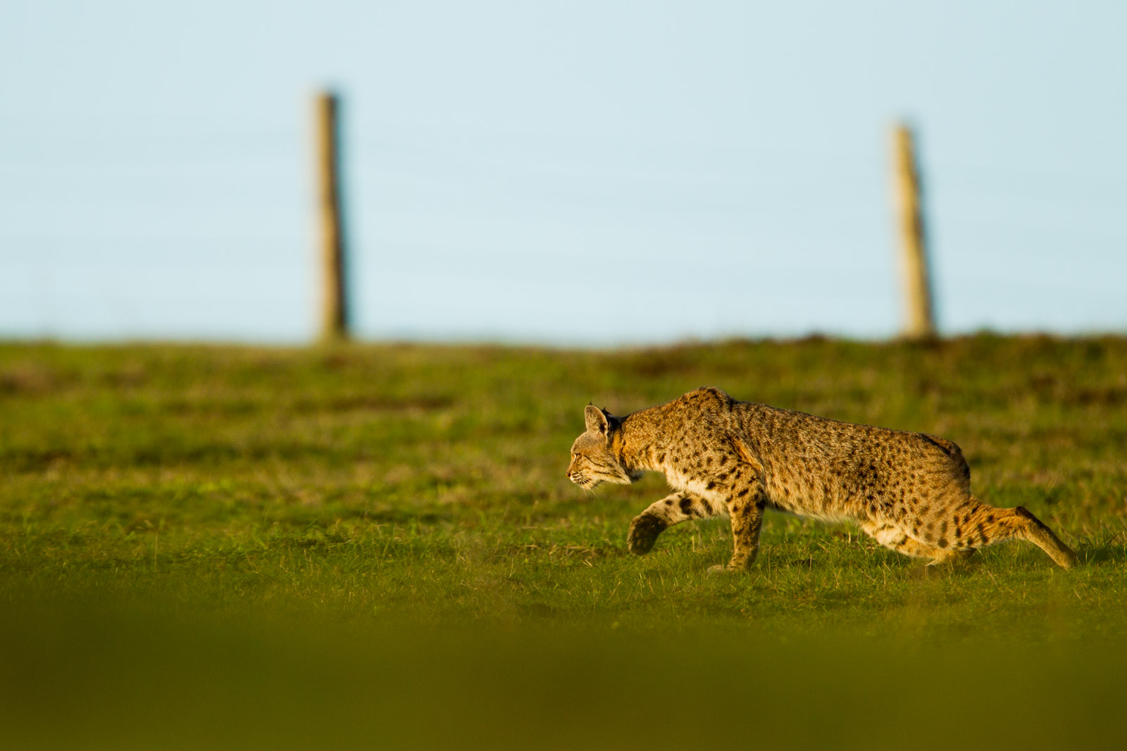 Bobcat hunting during out Bobcats of California Photo Tour