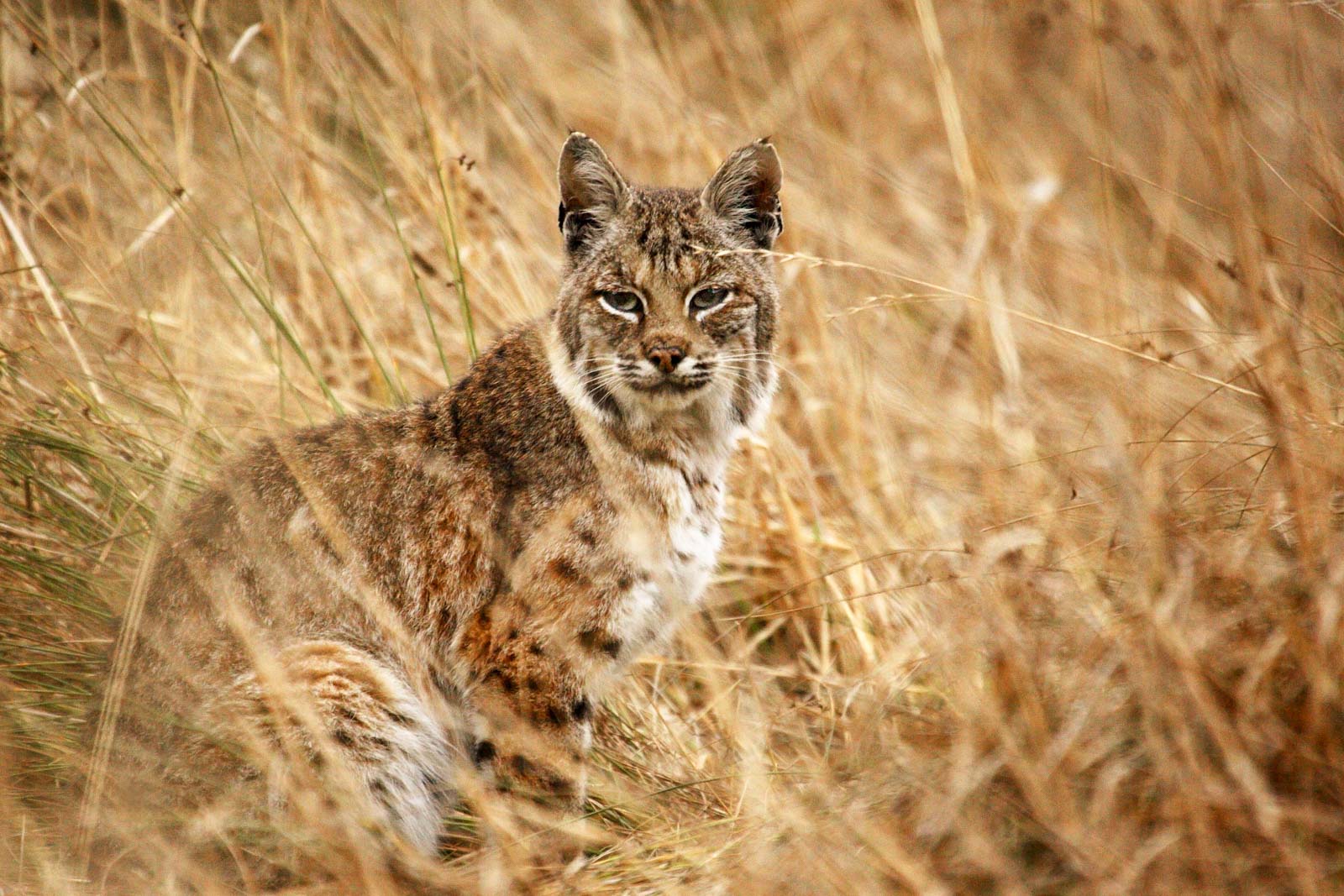 Bobcat in Grasses during out Bobcats of California Photo Tour.