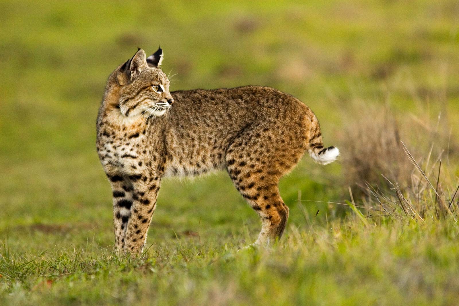 Bobcat during our Bobcat in Grasses during out Bobcats of California Photography Tour