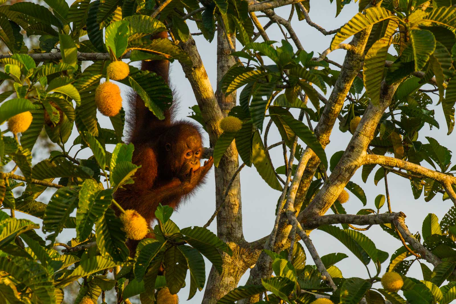 Orangutan during our Cats of Borneo Photo Tour