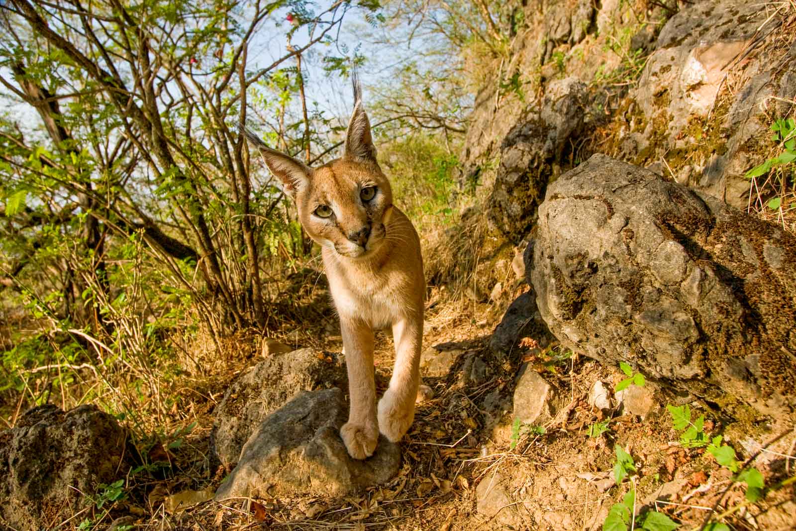 Caracal during our Serval and Caracal Photo Tour