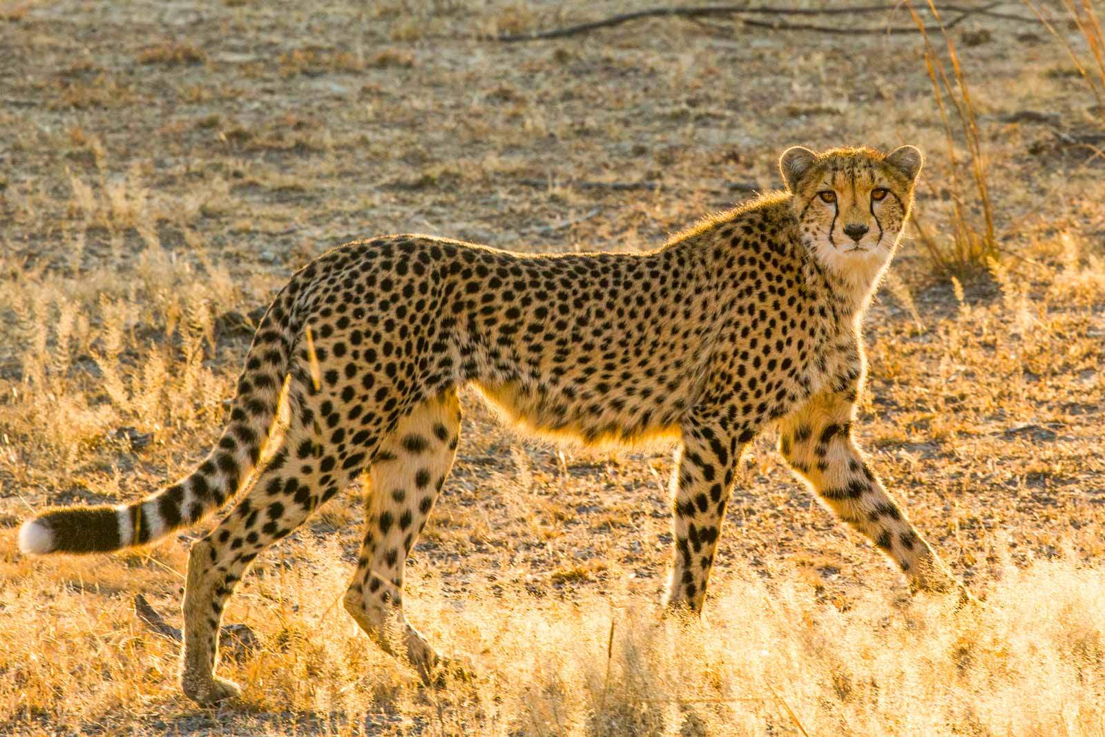 Cheetah at sunrise