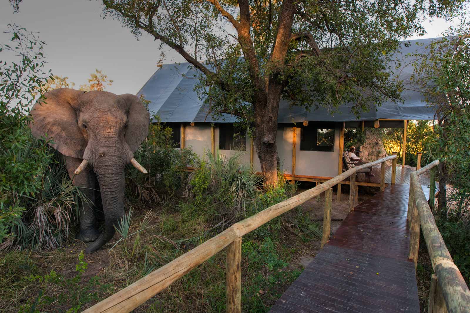 Elephant at camp visitor during Sunset Dinner during Big Cats of Africa Photography Tour