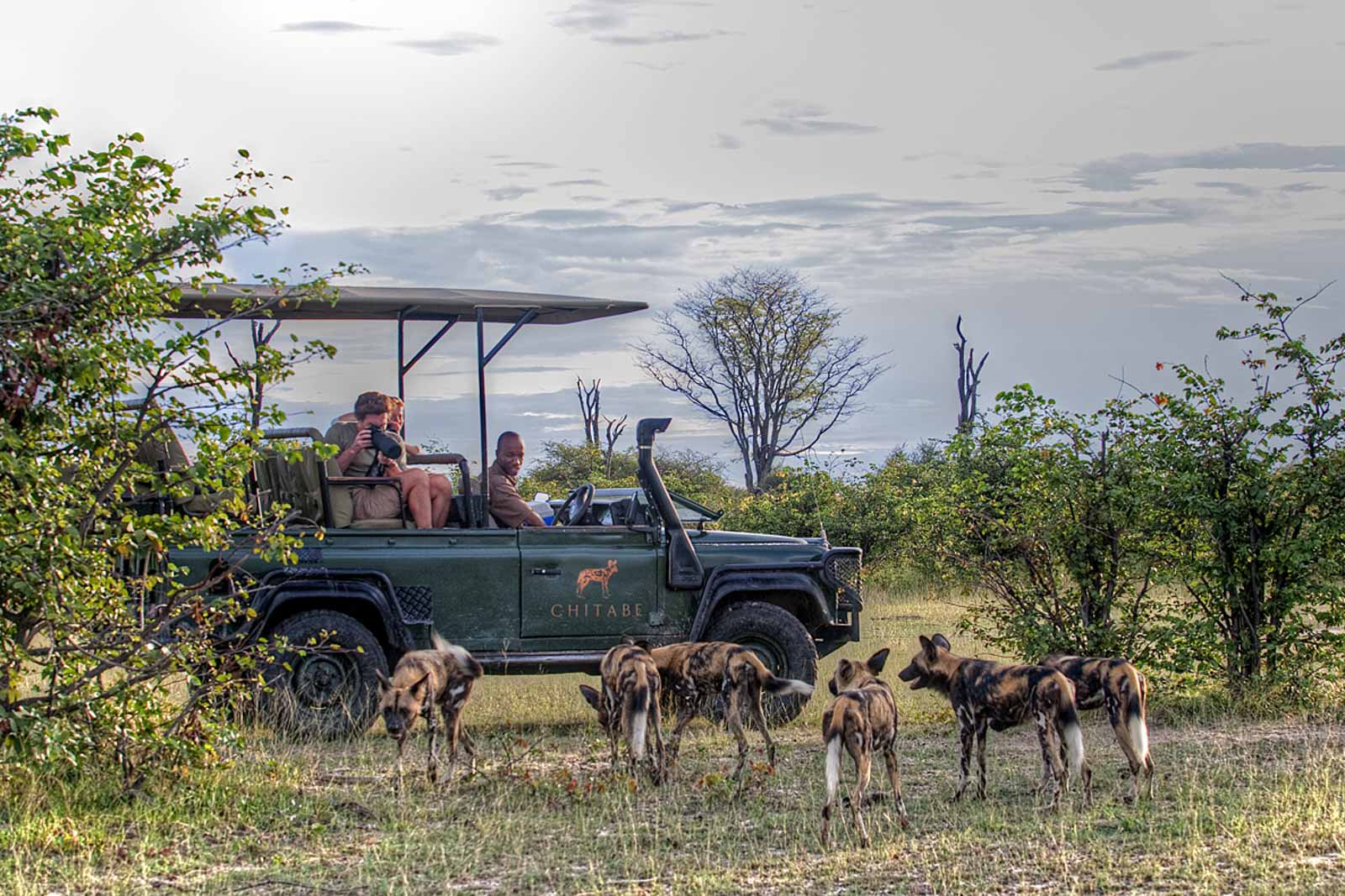 Wild Dogs during game drive