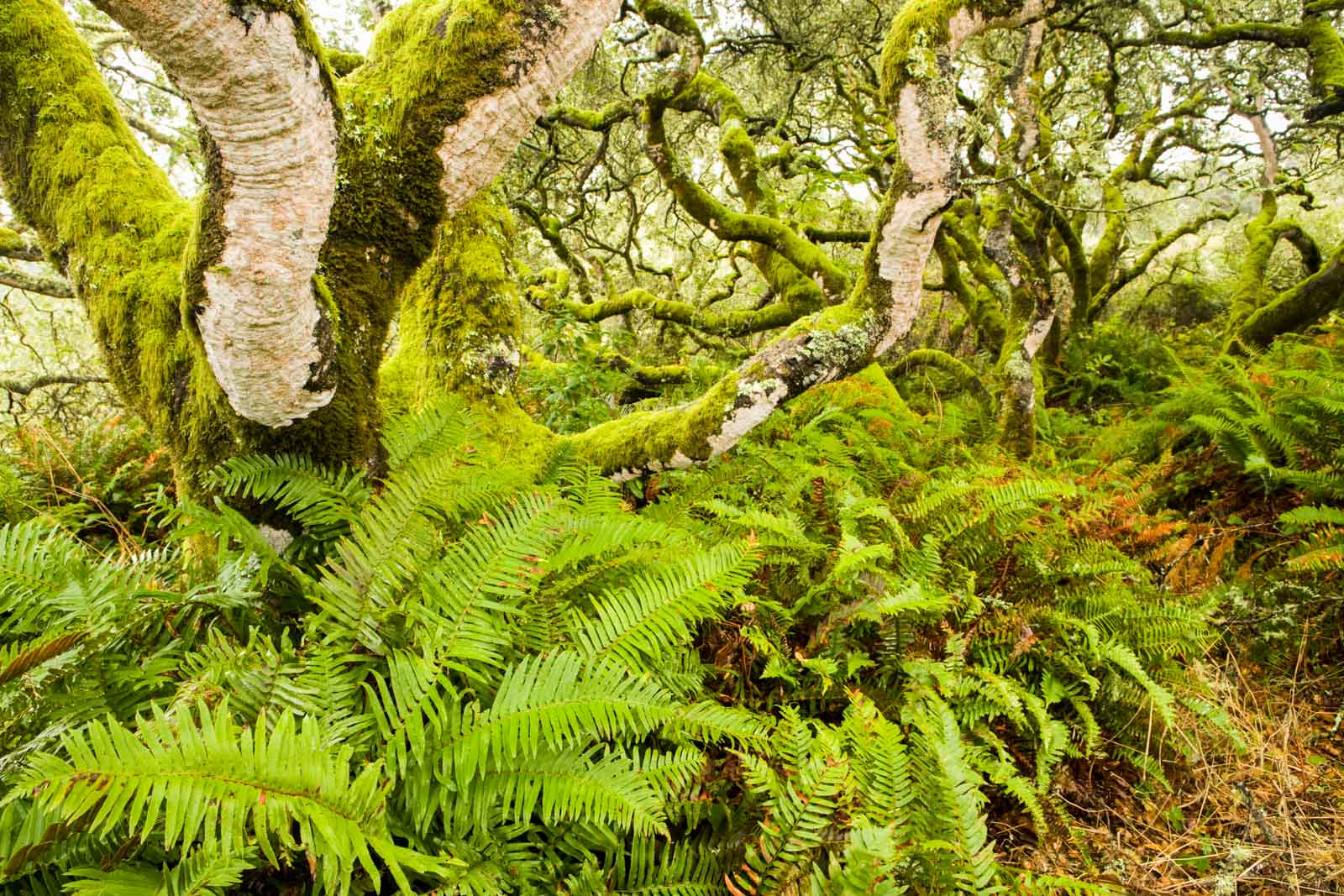 Ferns in deciduous forest