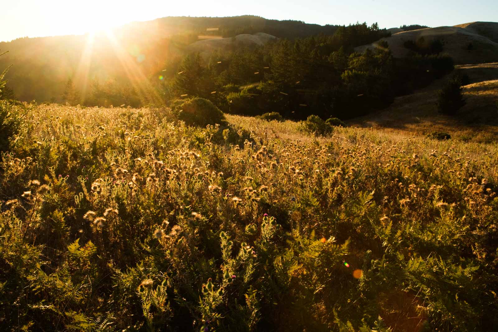 Thistle field at sunrise in California
