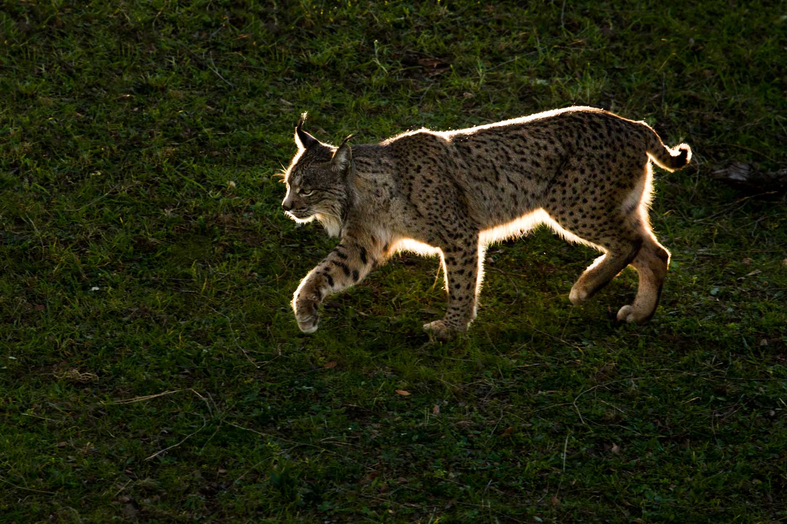 Backlight Iberian Lynx during our Iberian Lynx Photo Tour
