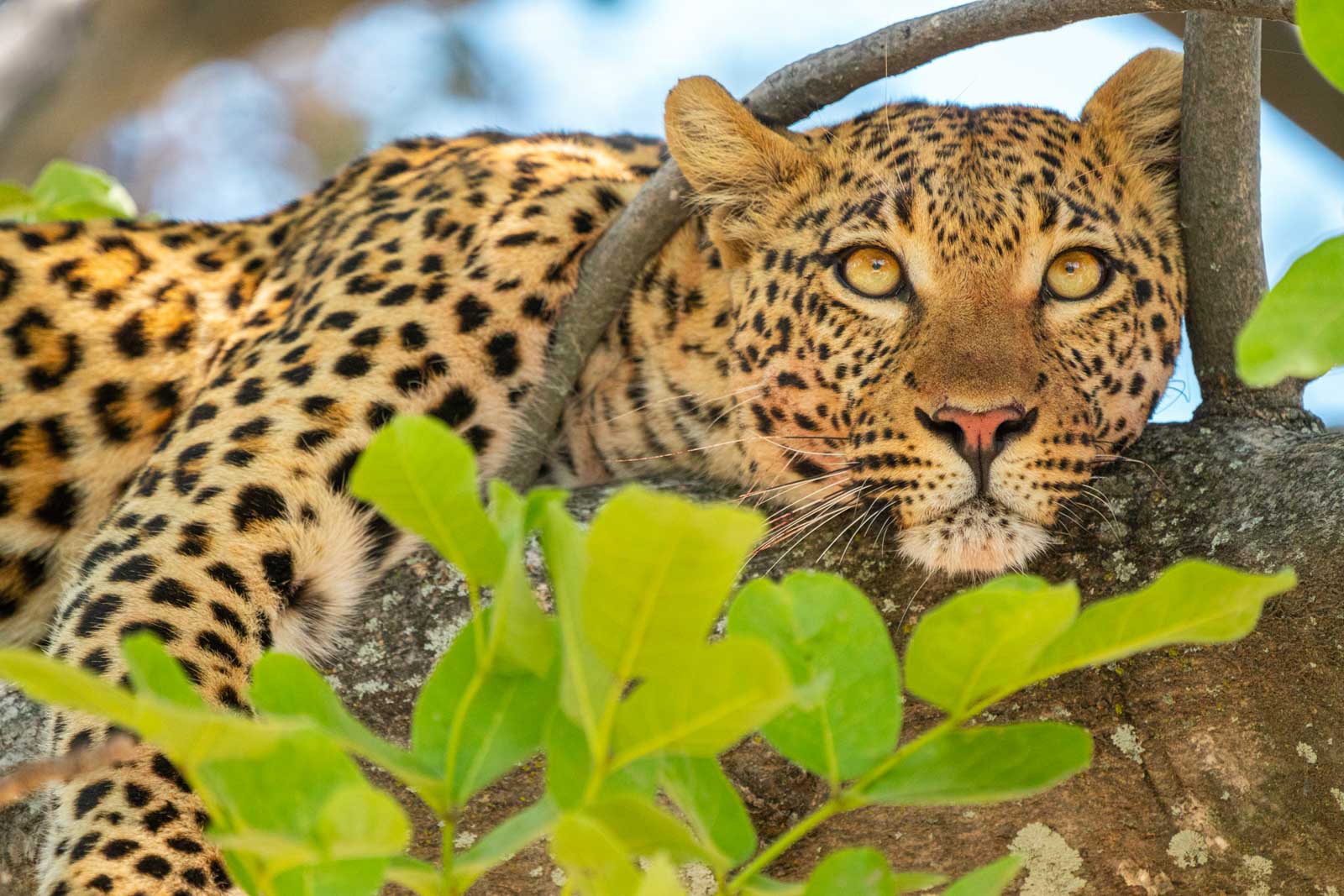 African Leopard in Tree