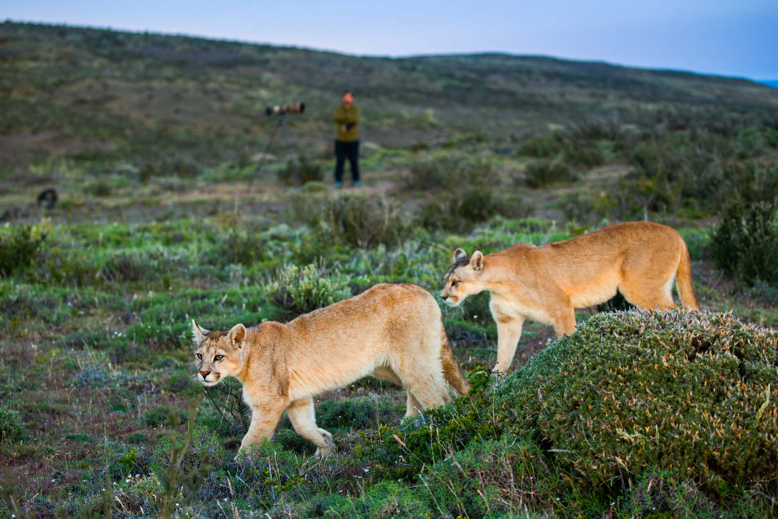 Mountain Lions during our Pumas of Patagonia Photo Tour