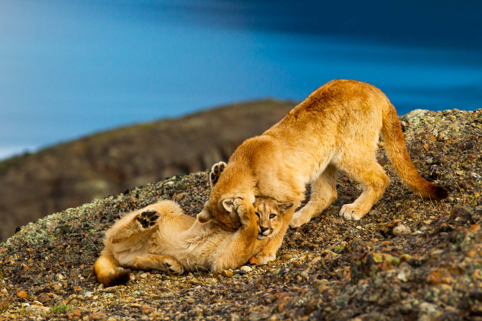 Playing puma cubs in Patagonia