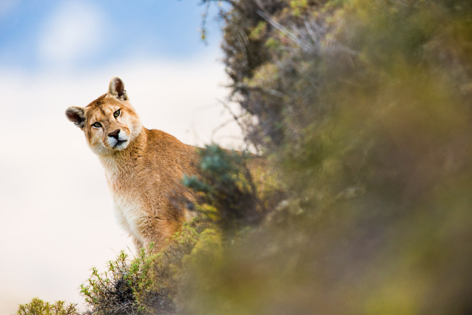 Puma during our Pumas of Patagonia Photo Tour