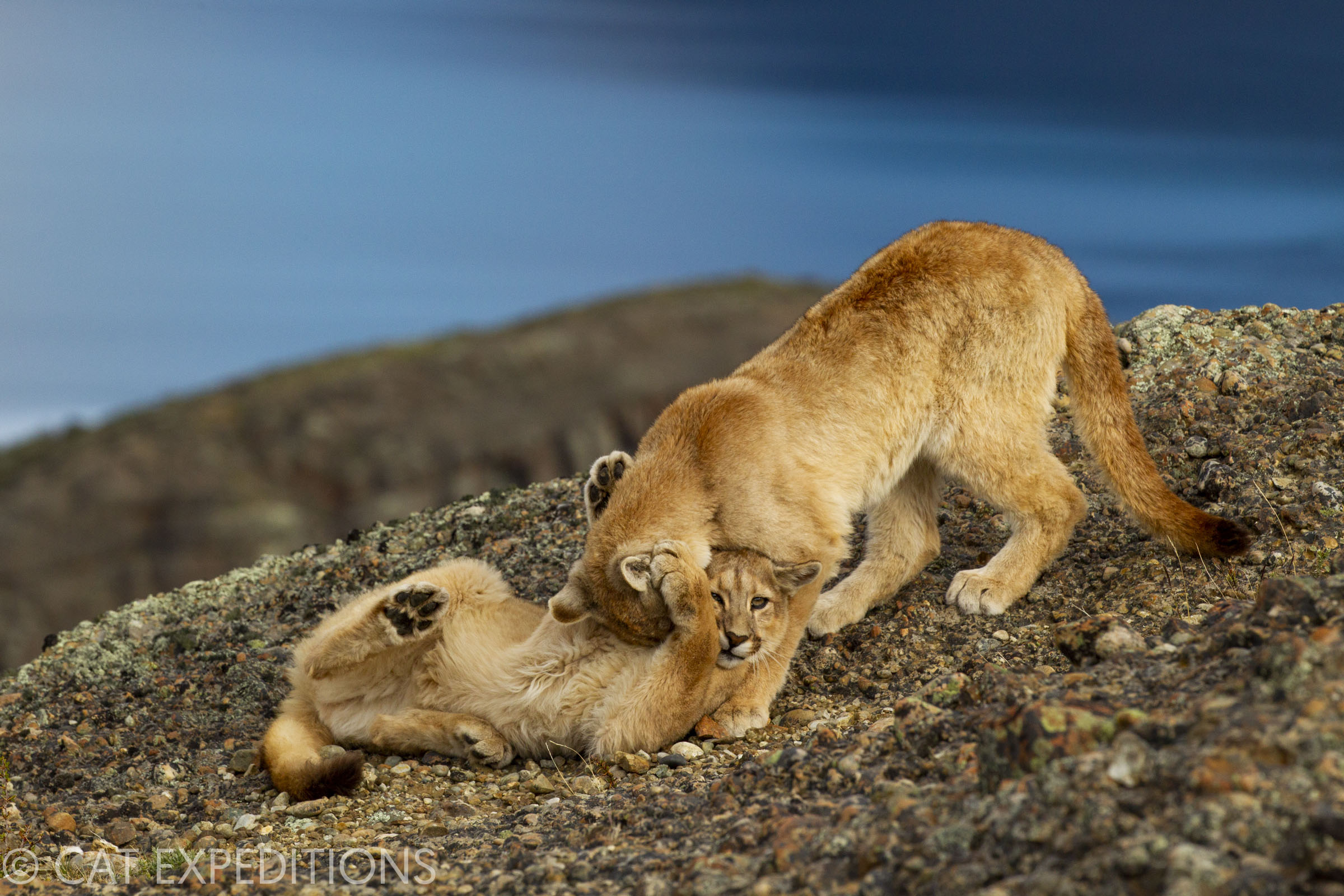 Ethical Puma Photo Tour | Cat Expeditions