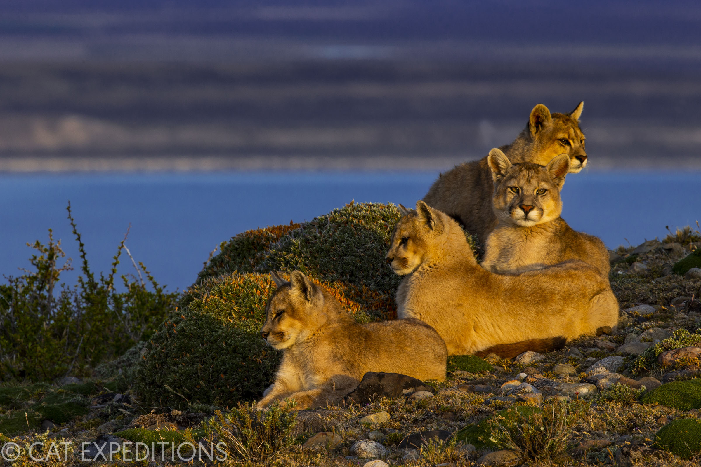 Ethical Puma Photo Tour | Cat Expeditions