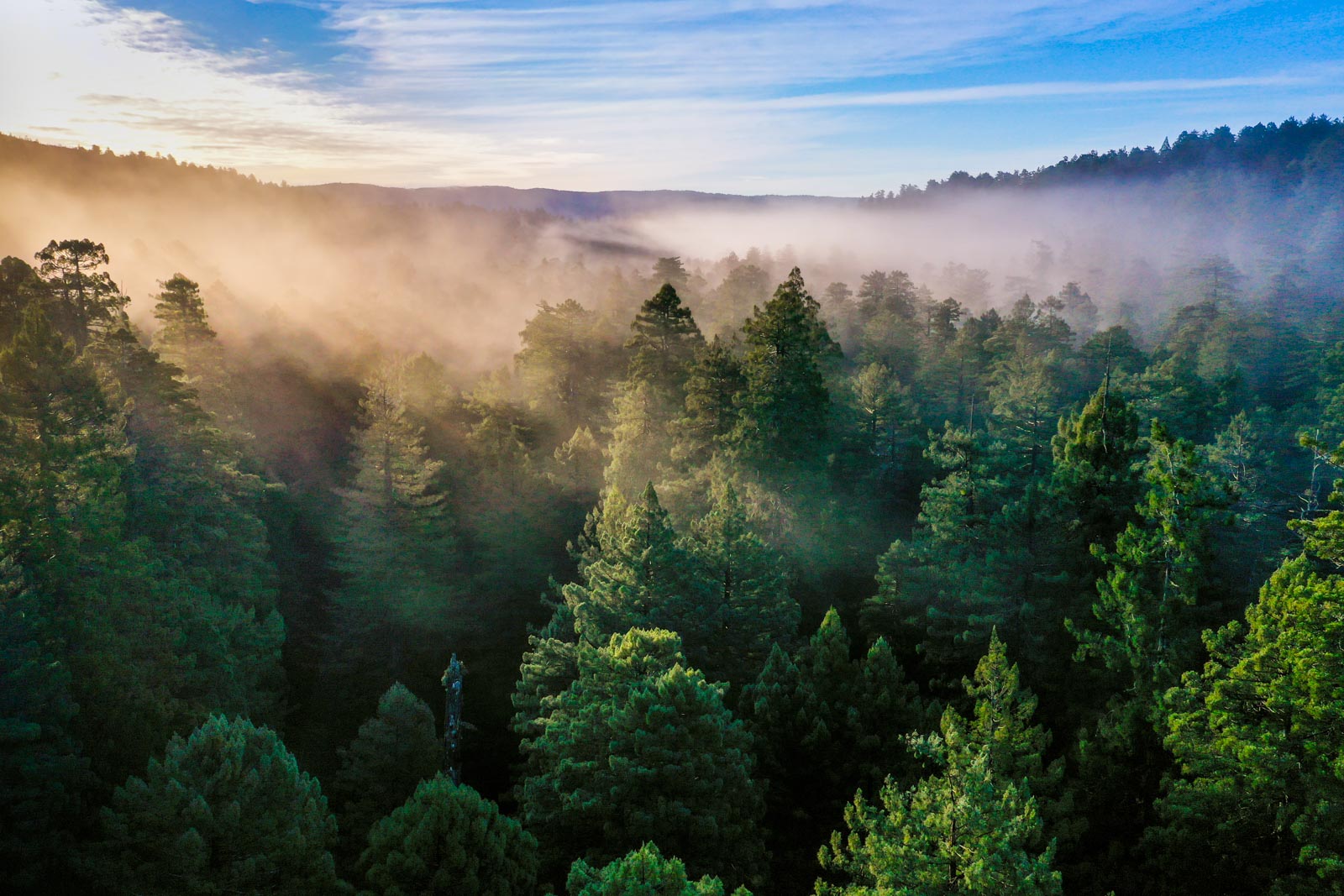 Coastal California Redwoods at Sunrise