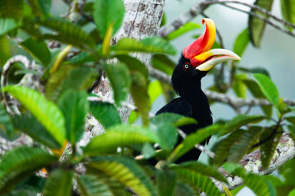 Rhinoceros Hornbill