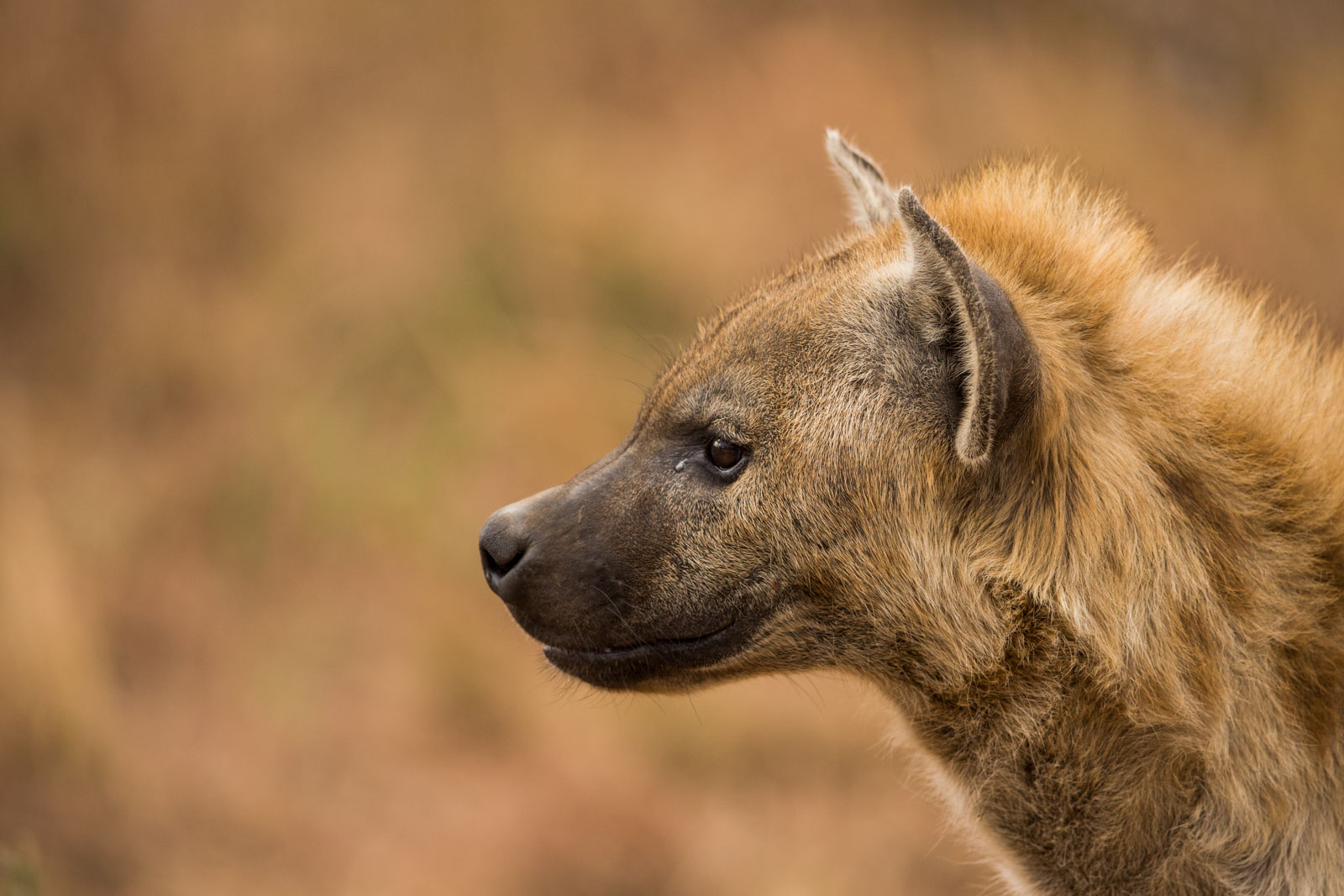 Hyena Portrait