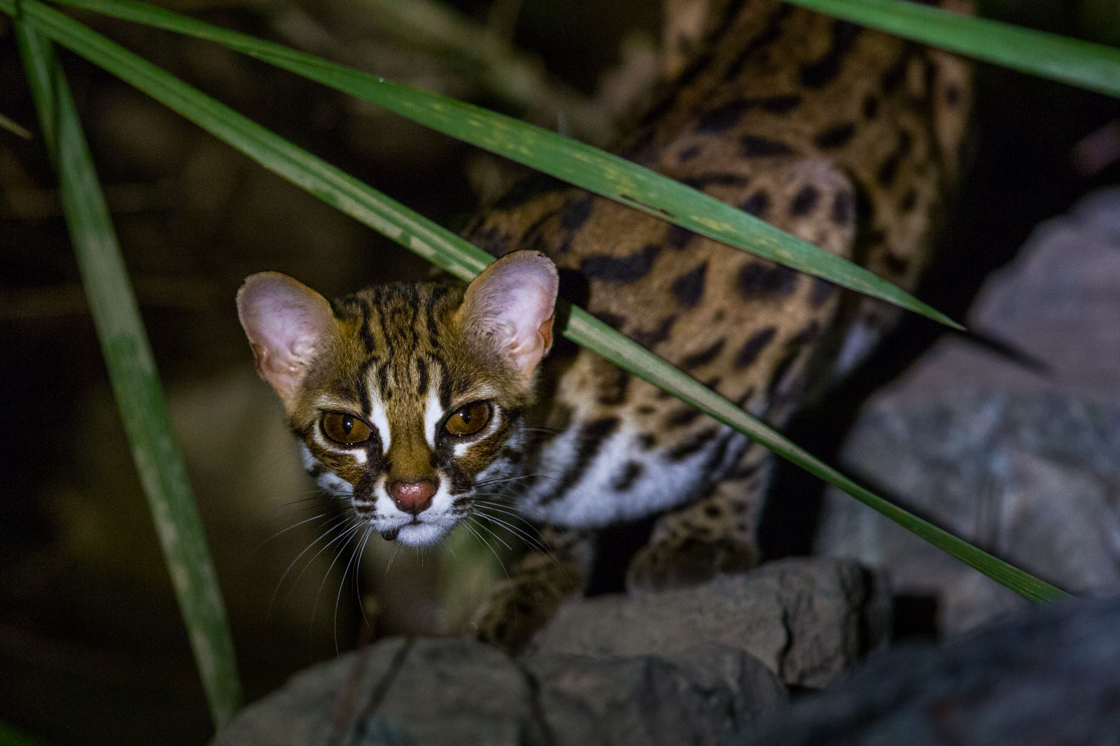 Sunda Leopard Cat during Cats of Borneo Photo Tour