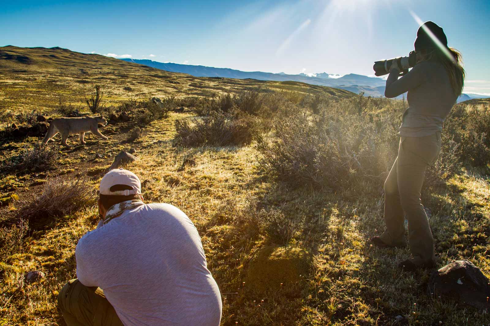 Photographers next to puma during our Pumas of Patagonia Photo Tour