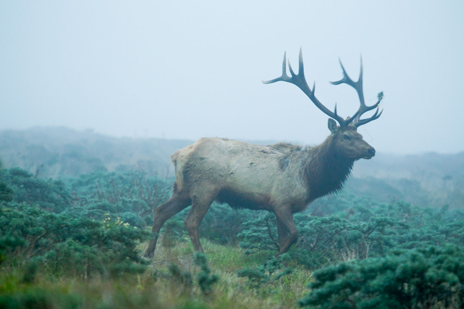 Tule Elk in California